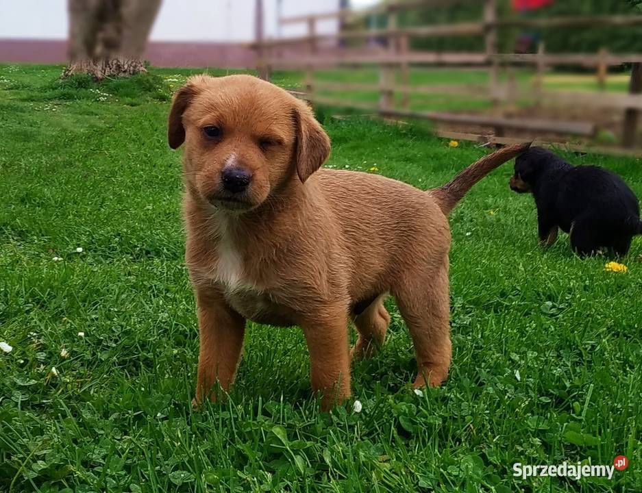 Śliczne pieski 5 tygodniowe Oddam Pozostałe Malinówka sprzedam