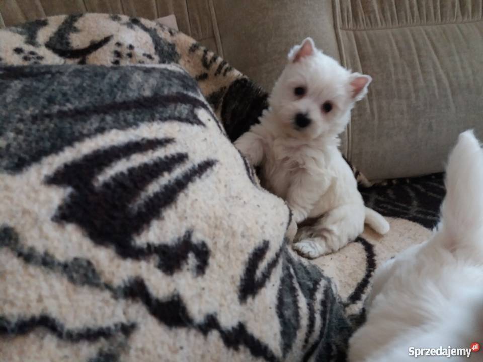 West Hghland White Terrier szczeniaczki sprzedam Lutomiersk
