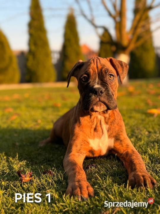 Szczeniaki Bokser Baszyny