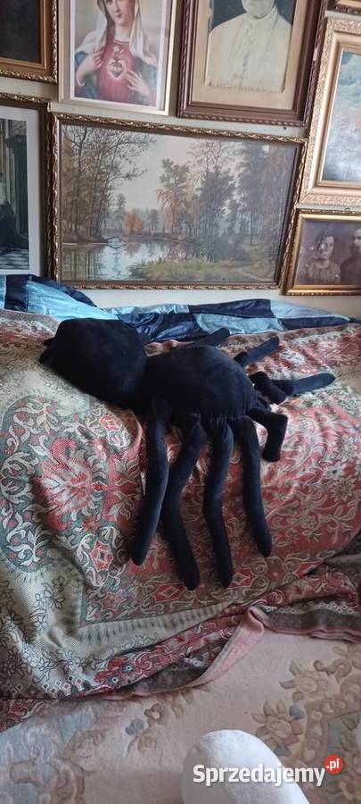 MASKOTA OLBRZYMI PAJĄK MIĘKKA CZYSTA OCZY Poznań