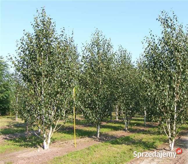 BRZOZA DORENBOS Betula utilis Jacquemontii 1012 Rydzyny