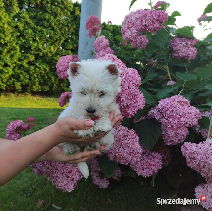 Szczeniaki West Highland White Terrier Rawa Mazowiecka