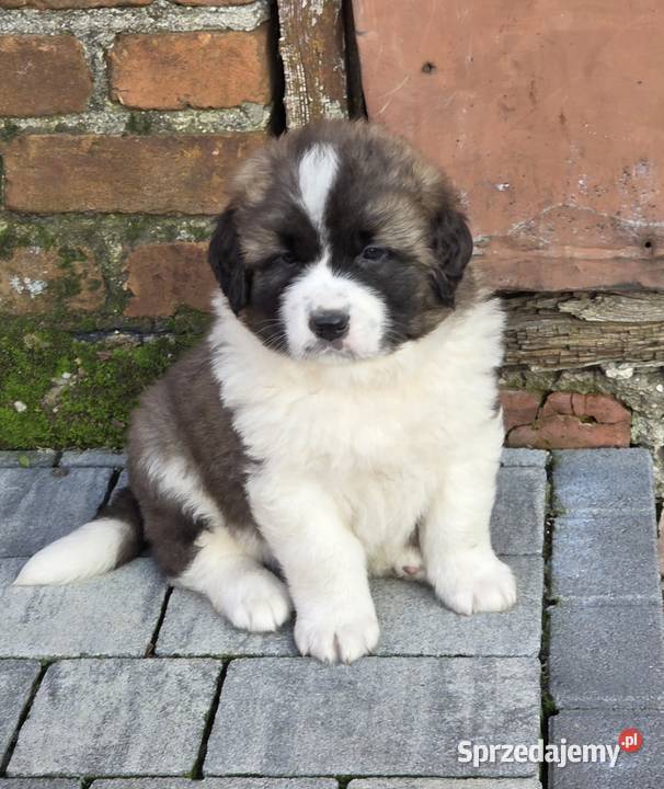 Moskiewski Pies Stróżujący Nie Bernardyn Nie Zakrzyn