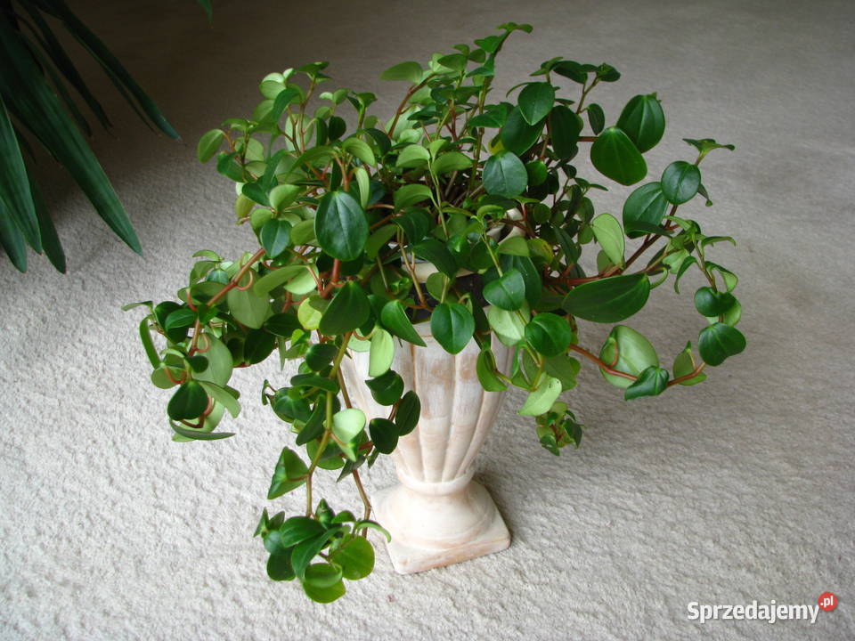 Mulenbekia piękna zdrowa roślinka ozdobna Brzegi