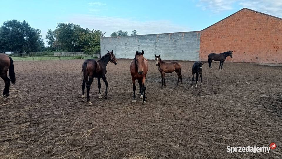 Konie wielkopolskie