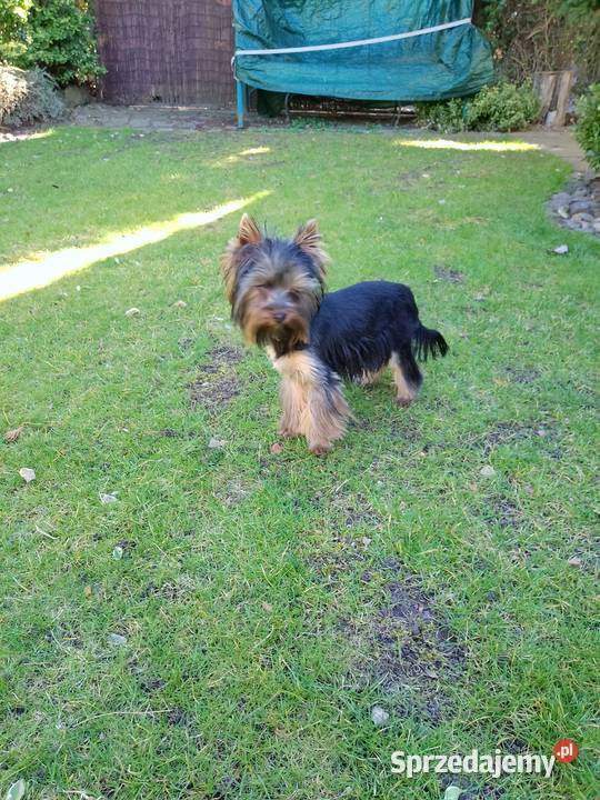 Sprzedam Yorkshire terrier