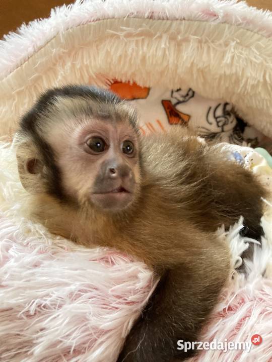 Kapucynka czubata małpka Pozostałe