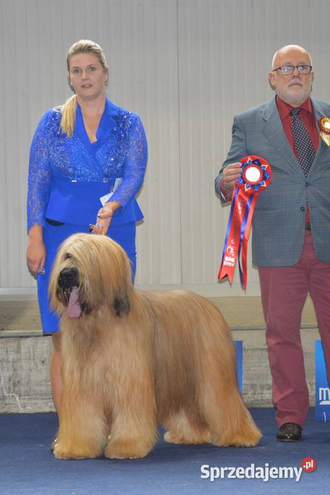 Owczarek Francuski Briard szczenięta Kraków