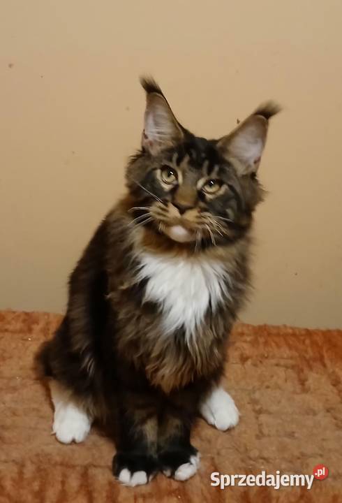 NIKITA czarny klasyk z białym Bystrzanów