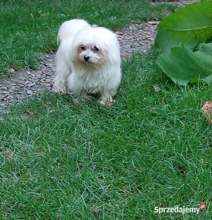 maltańczyk piesek 12 miesięcy małopolskie Łużna
