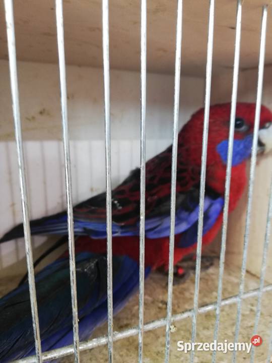 Sprzedam samca rozeli królewskiej Nowy Sącz