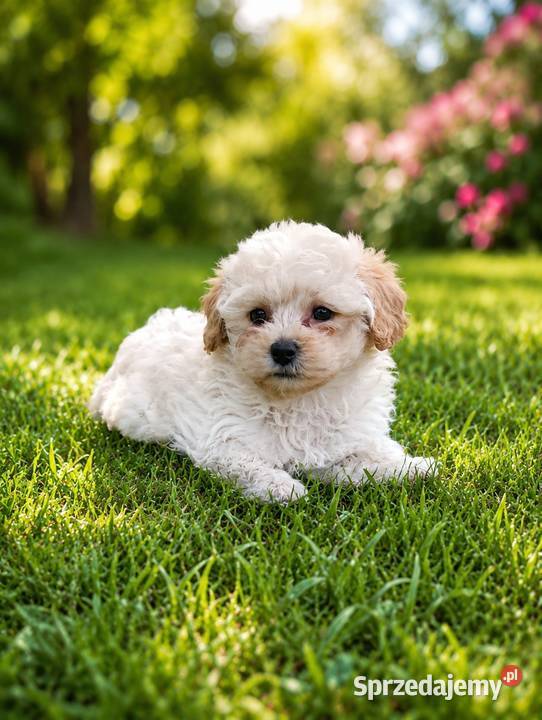 Maltipoo suczka gotowa do odbioru opolskie Krapkowice sprzedam