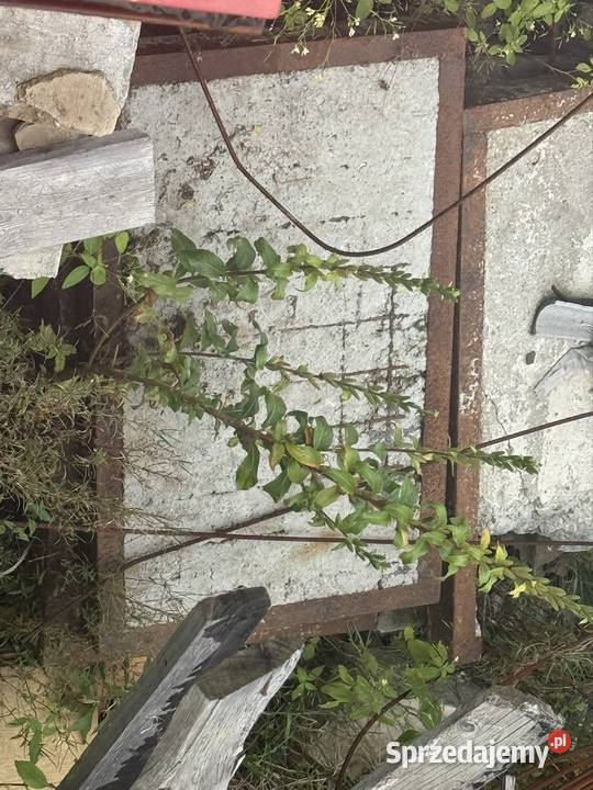 Rewizja betonowa z okuciem betonowym waga 150 Chrzanów