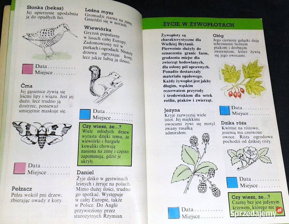 Zaobserwuj to Przewodnik przyrodzie Rosy Border lubelskie Chełm