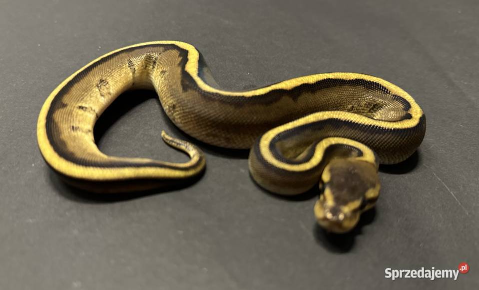 Pyton regius Genetic Stripe samiczka Bydgoszcz