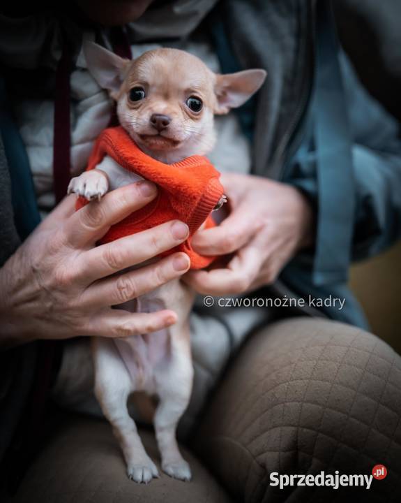 Szczenięta Chihuahua FCI Wwy mazowieckie Duży Dół