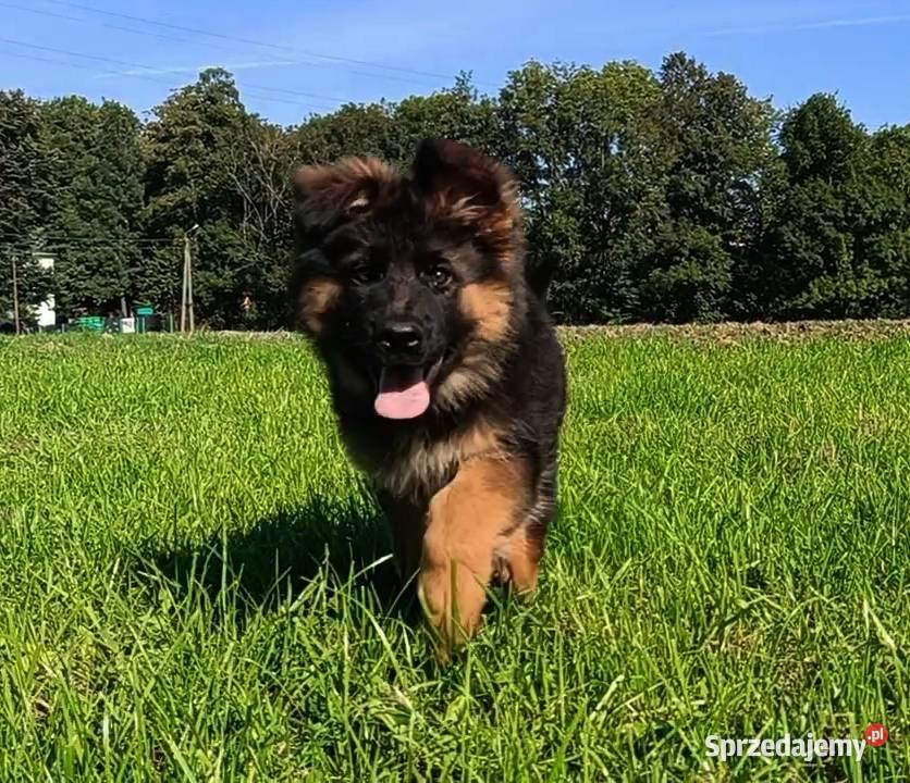 Owczarek niemiecki długowłosy SUCZKA FCI Kozy sprzedam