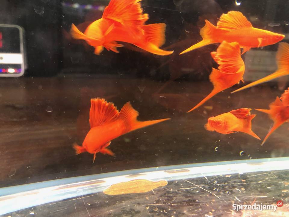 Mieczyk Kalafior Cauliflower Full Red albino Justynów