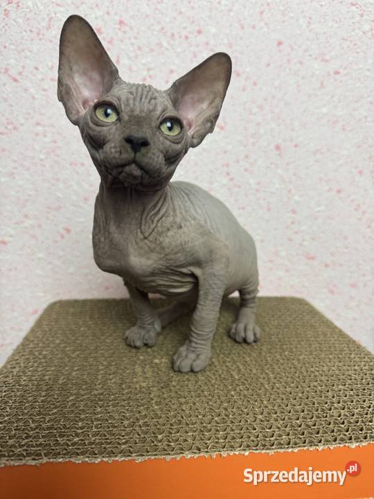 Sfinks niebieska kotka Zabrze