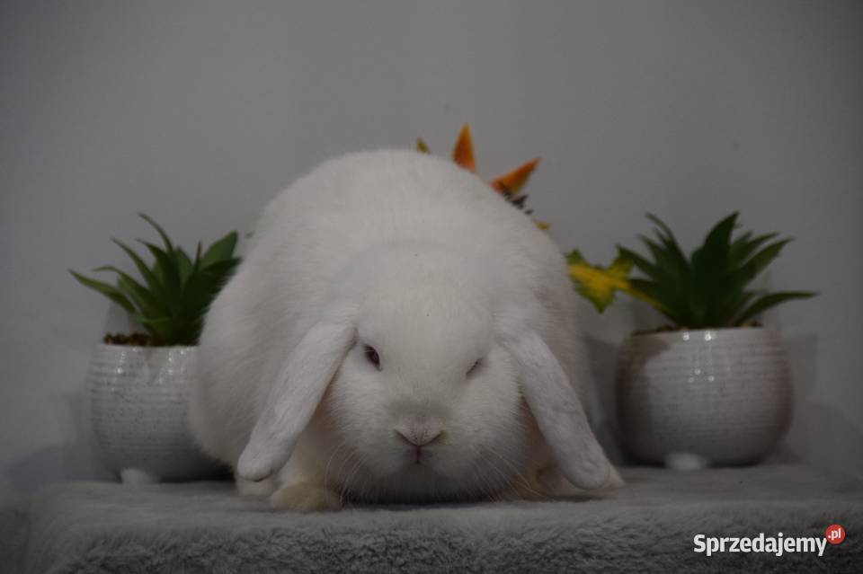 Króliki miniaturowe mini lop
