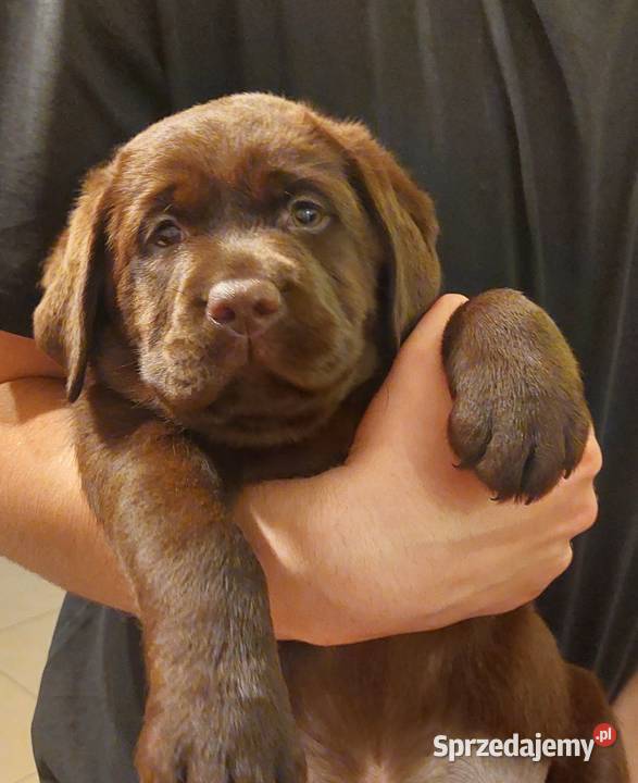 Labrador Retriever ZKwPFCI czekoladowa sunia Szczawin
