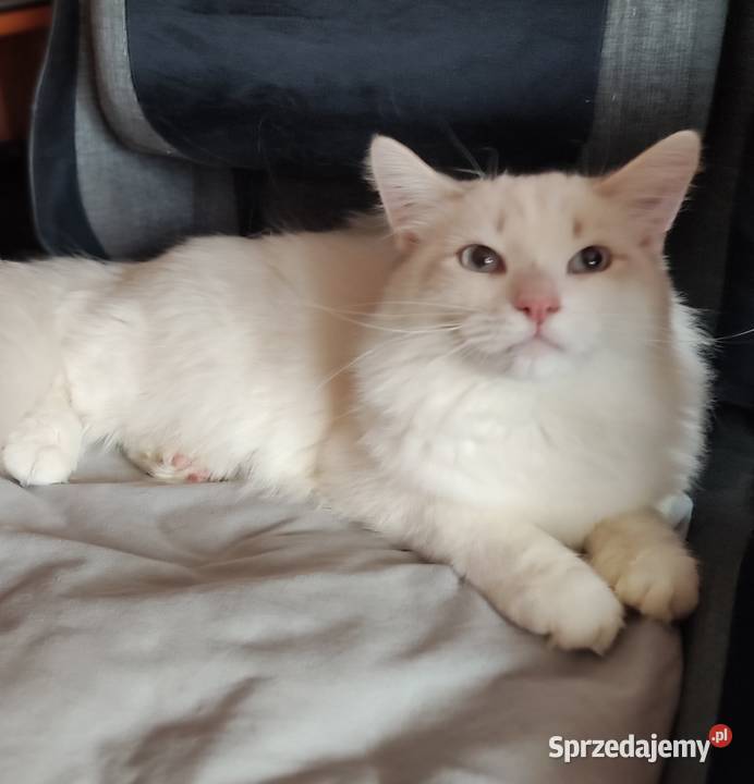 Ulian Dumka cudowny kocurek neva masquerade Warszawa