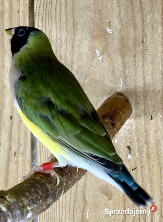 Amadyna wspaniała samiczka 2025r