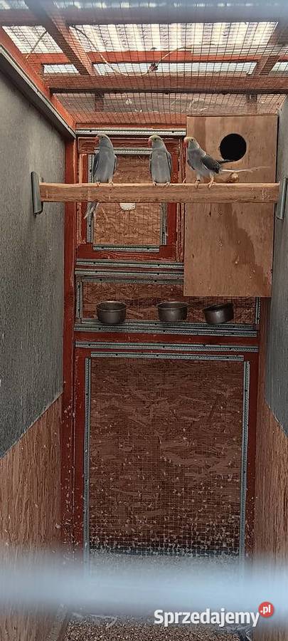 Aleksnadretty obrożne z 2025r rożne mutacje Rawicz