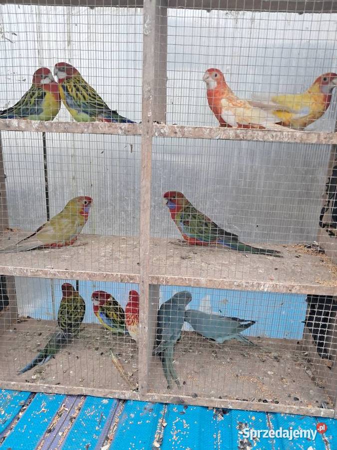 Papugi różne Wolbórz