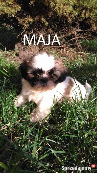 Szczeniaczki Shih Tzu dolnośląskie