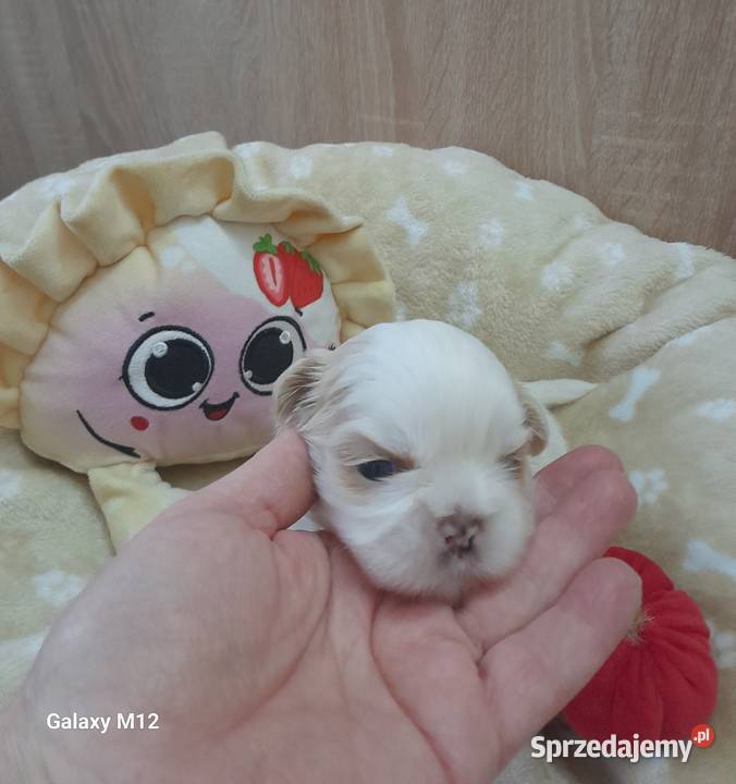 Szczeniak ShihTzu Jemielnica sprzedam