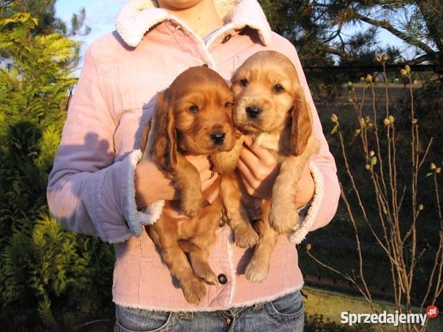 złote szczeniaki suczka COCKER SPANIEL Malec sprzedam