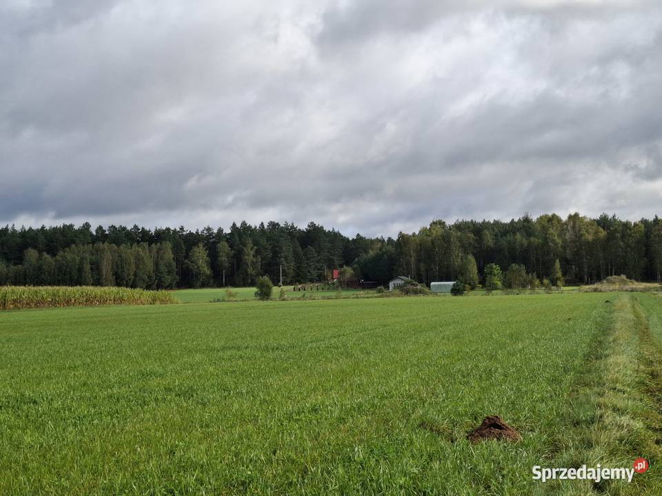 DZIAŁKA BUDOWLANA ŁĄŻEK KOŁO TLENIA BORY Sprzedaż Sprzedaż Łążek