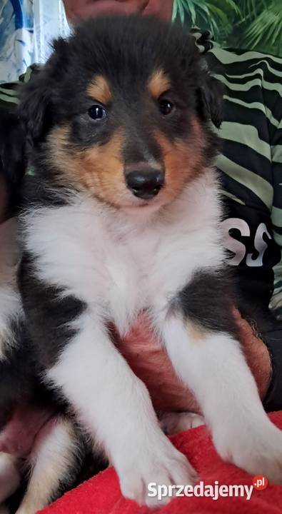Owczarek szkocki Collie długowłosy szczeniaczki
