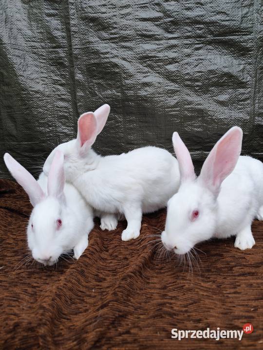 Termondzkie Białe Zadzim