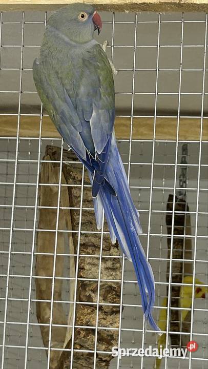 Aleksandretty Obrożne małopolskie Luborzyca