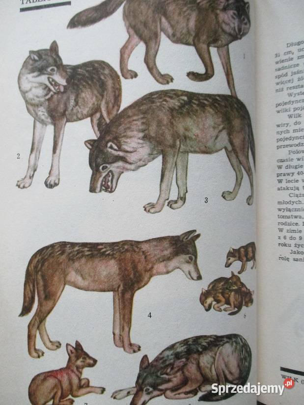 przyroda fauna flora rasy biologia Poradniki, albumy i reportaże łódzkie Łódź sprzedam