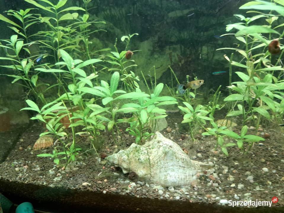 Sprzedam duży akwarium Warszawa