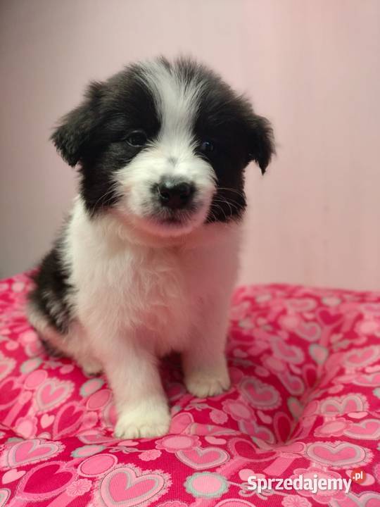 Border collie szczenięta z rodowodem gotowe do Pozostałe Radom sprzedam