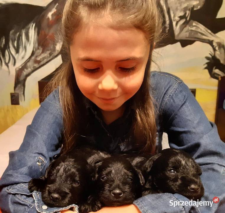 SZNAUCERY MINIATUROWE czarne urocze szczeniaczki Kraków sprzedam