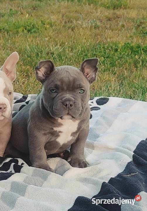 American Bully Pocket Piesek Krośniewice