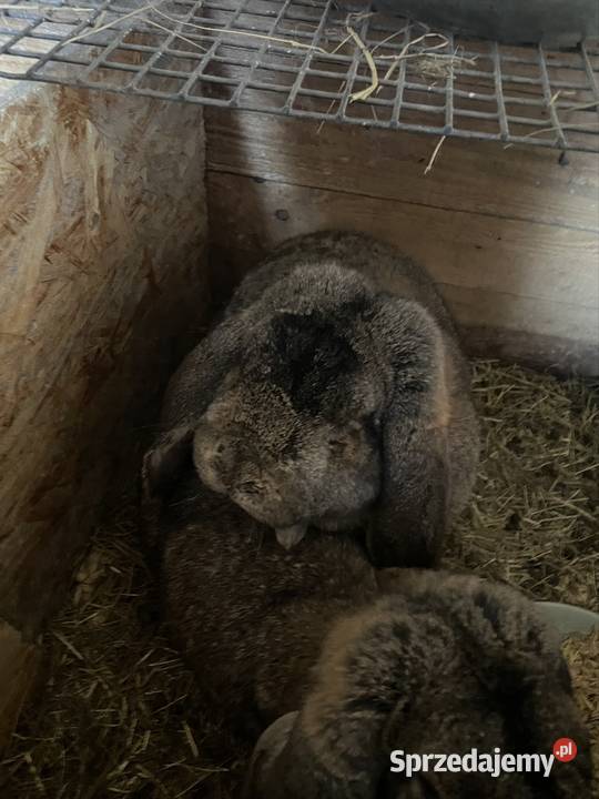 Baran francuski samiec Dobra Nadzieja