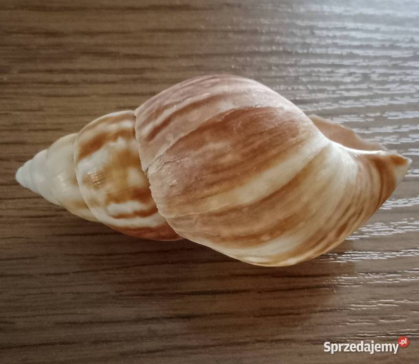 Muszle morskie kpl 19 sztuk Nakło nad Notecią