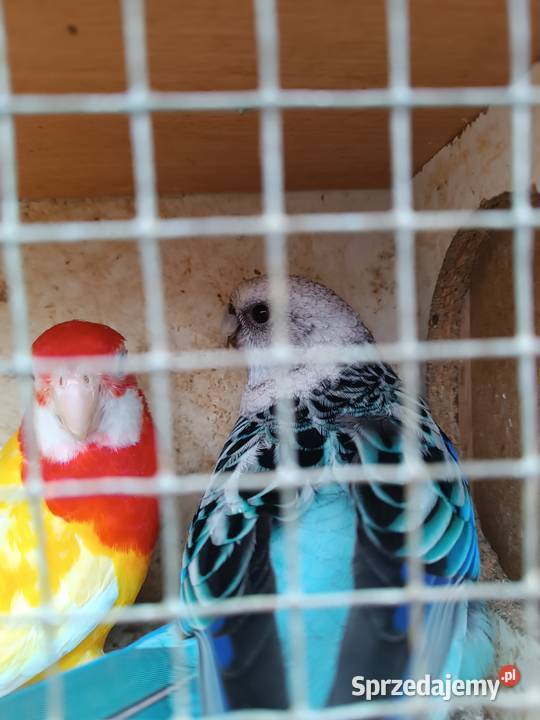 Nierozłączki parę rozella lutino Opole