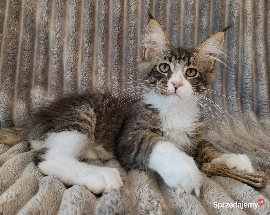 Maine Coon duże linie hodowla FPL Radomsko sprzedam