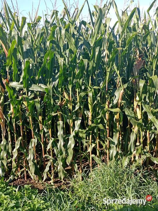 Kukurydza na pniu Krasnystaw sprzedam
