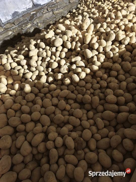 Sprzedam ziemniaki soray 150 Rośliny okopowe Rabka-Zdrój