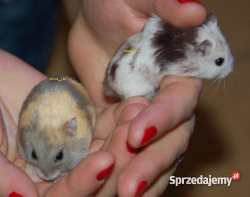 CHOMIKI PANDA BANAN ROBOROWSKI SYRYJSKI Ząbki