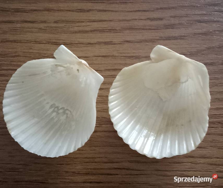 Muszle morskie śwJakuba Nakło nad Notecią