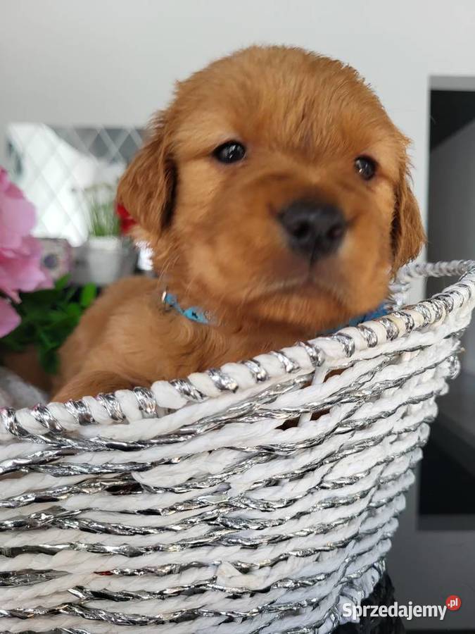 Golden retriever gotowe na nowy domek Poręba